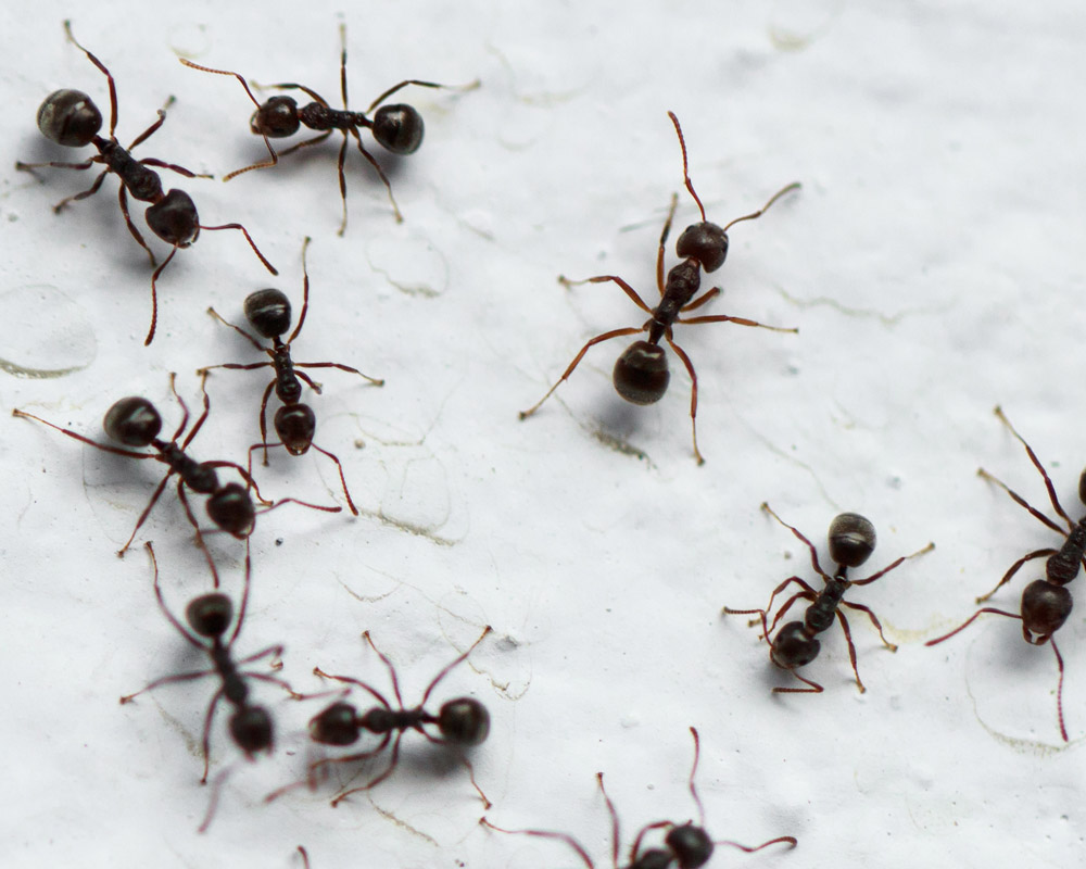 Απεντόμωση μυρμηγκιού Θεσσαλονίκη